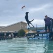 North Fork Dog Dive dispute splits longtime event partners